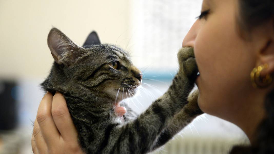 Kedi 'Ali Cabbar' hastaneye kendi başına gitti 9